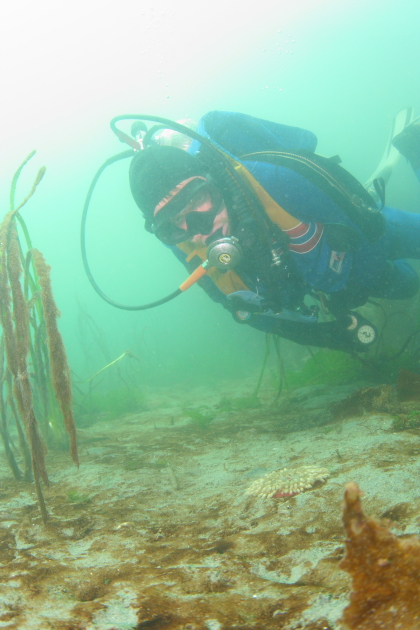 LOOKING AT BURIED ANEMONE IN SAND